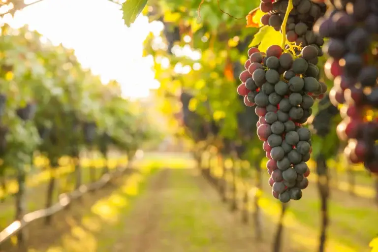 vineyard management