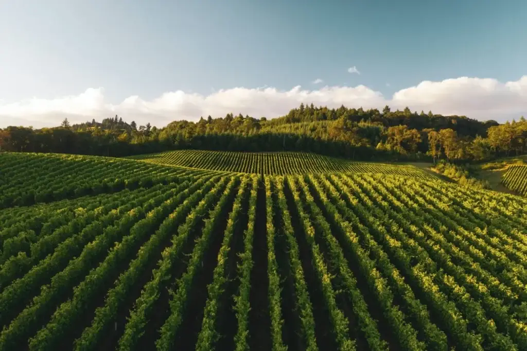 elevate your vineyard management